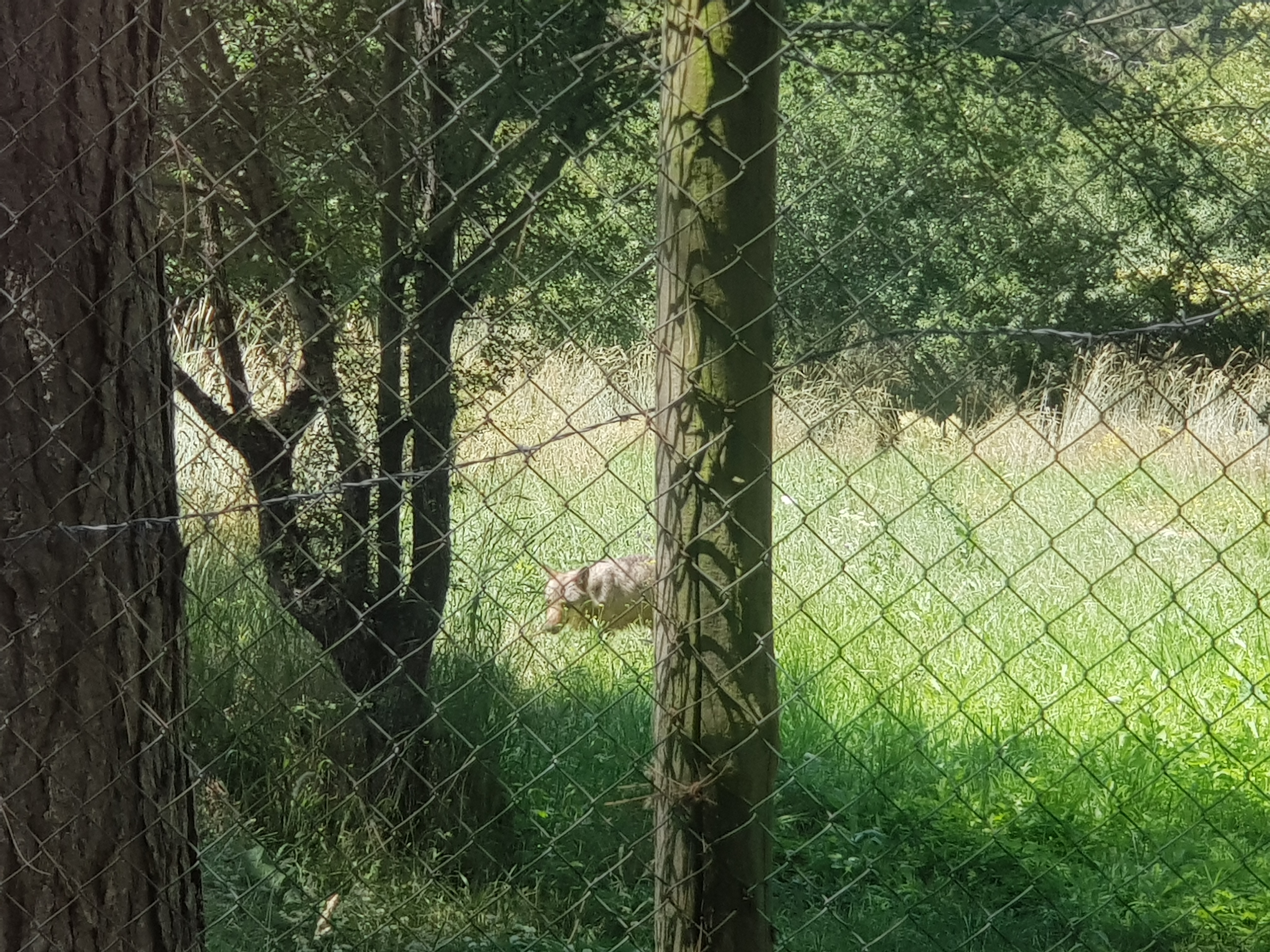 Lupo della Sila