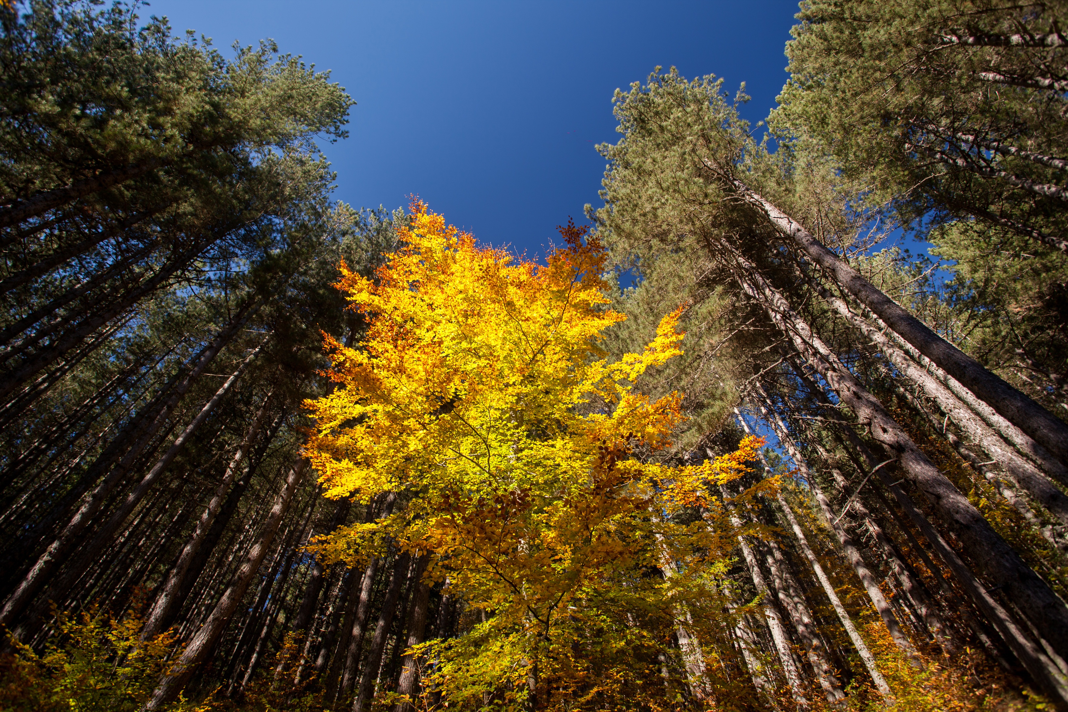 Parco Nazionale della Sila