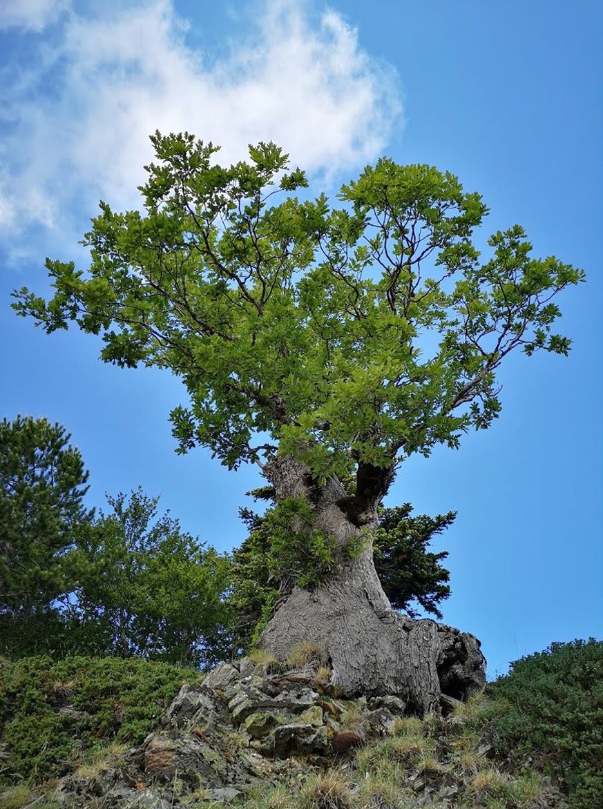 Quercia Demetra, Parco Nazionale dell'Aspromonte