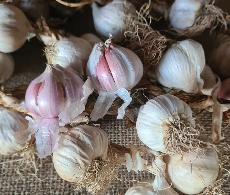 Aglio di Papaglionti