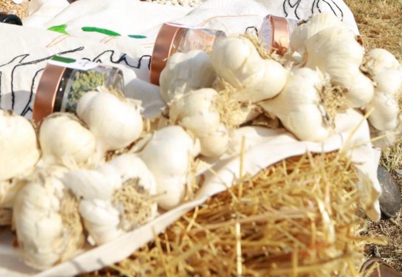 Aglio di Laino Borgo