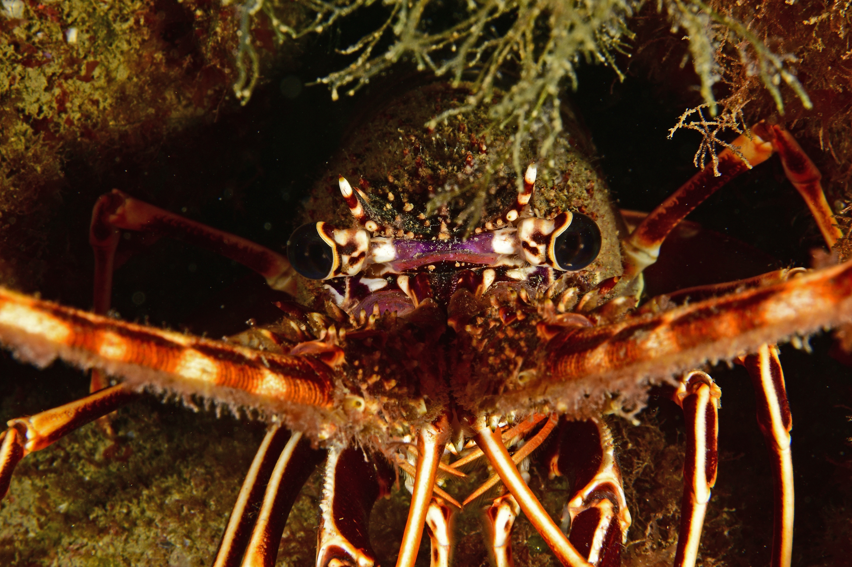 Aragoste della Secca di Amendolara