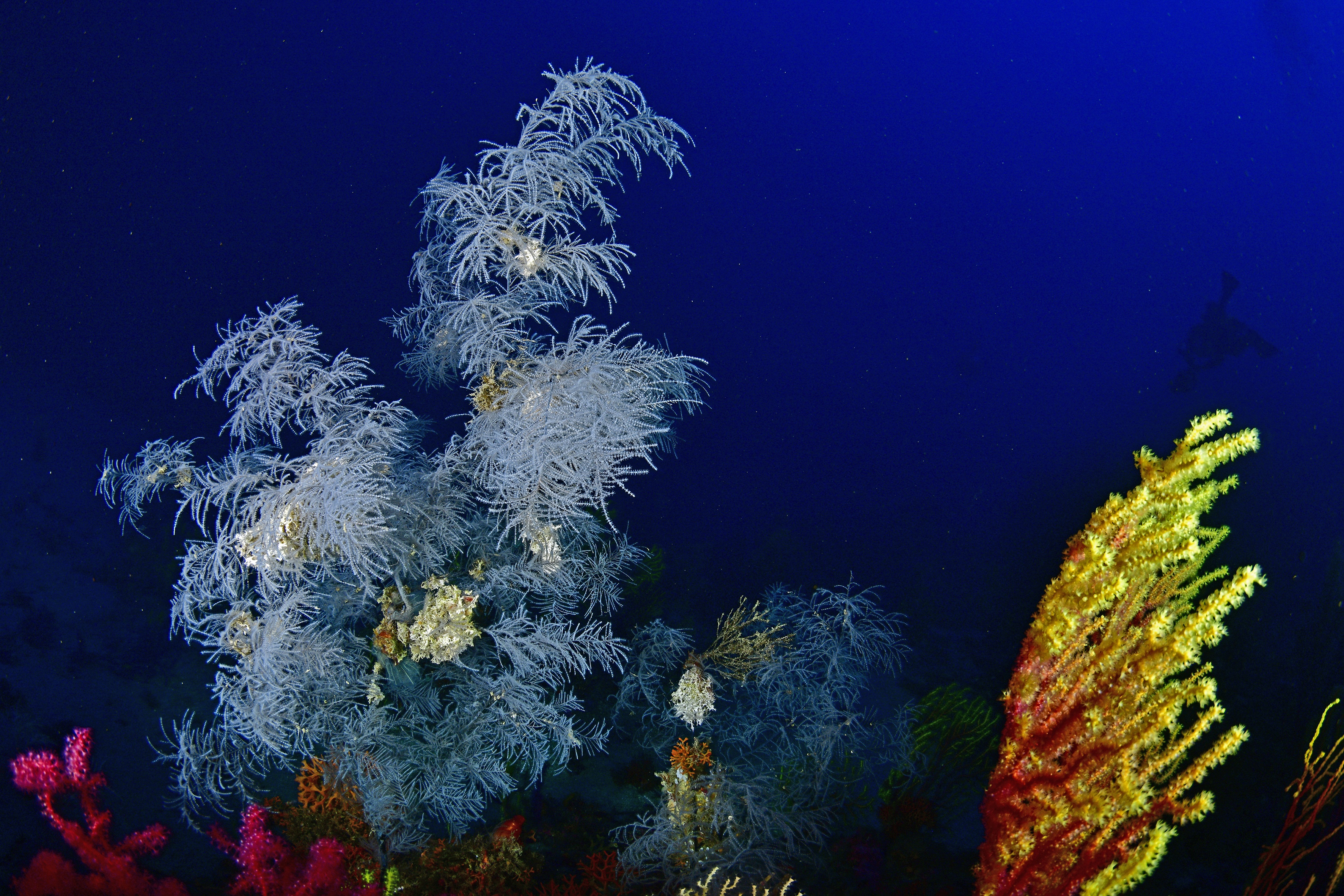 Foresta di corallo nero, Scilla