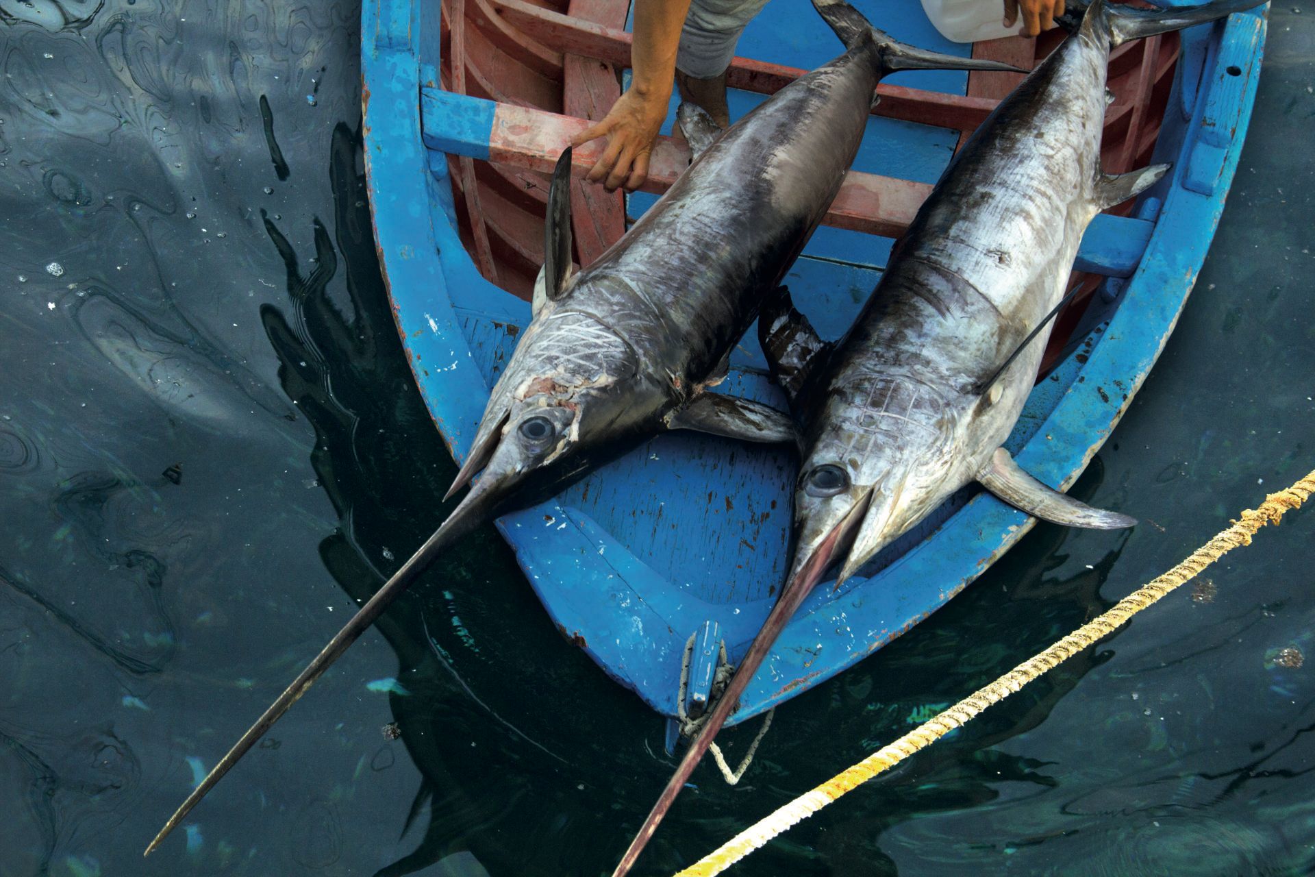 Pescespada