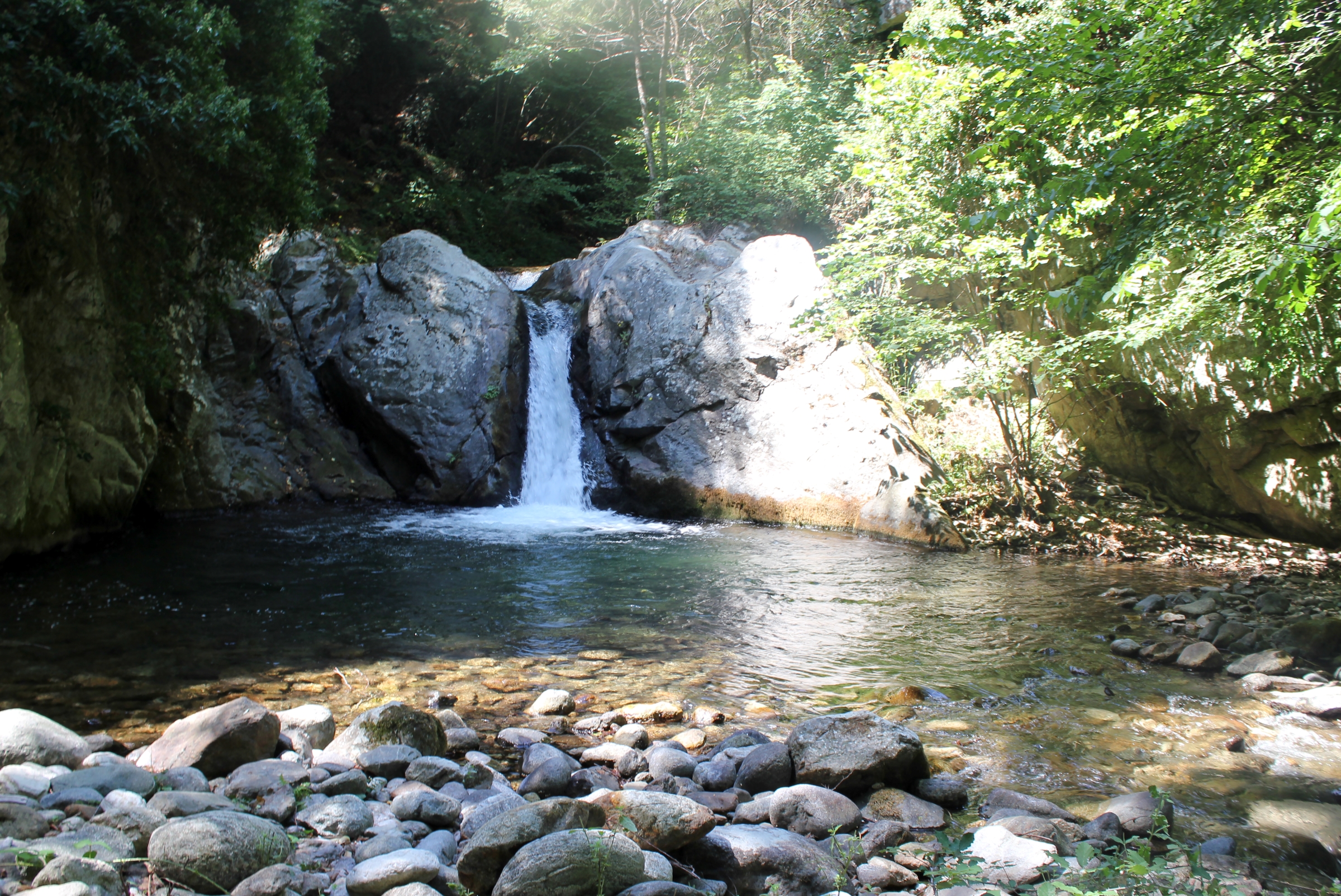 Cerva cascata