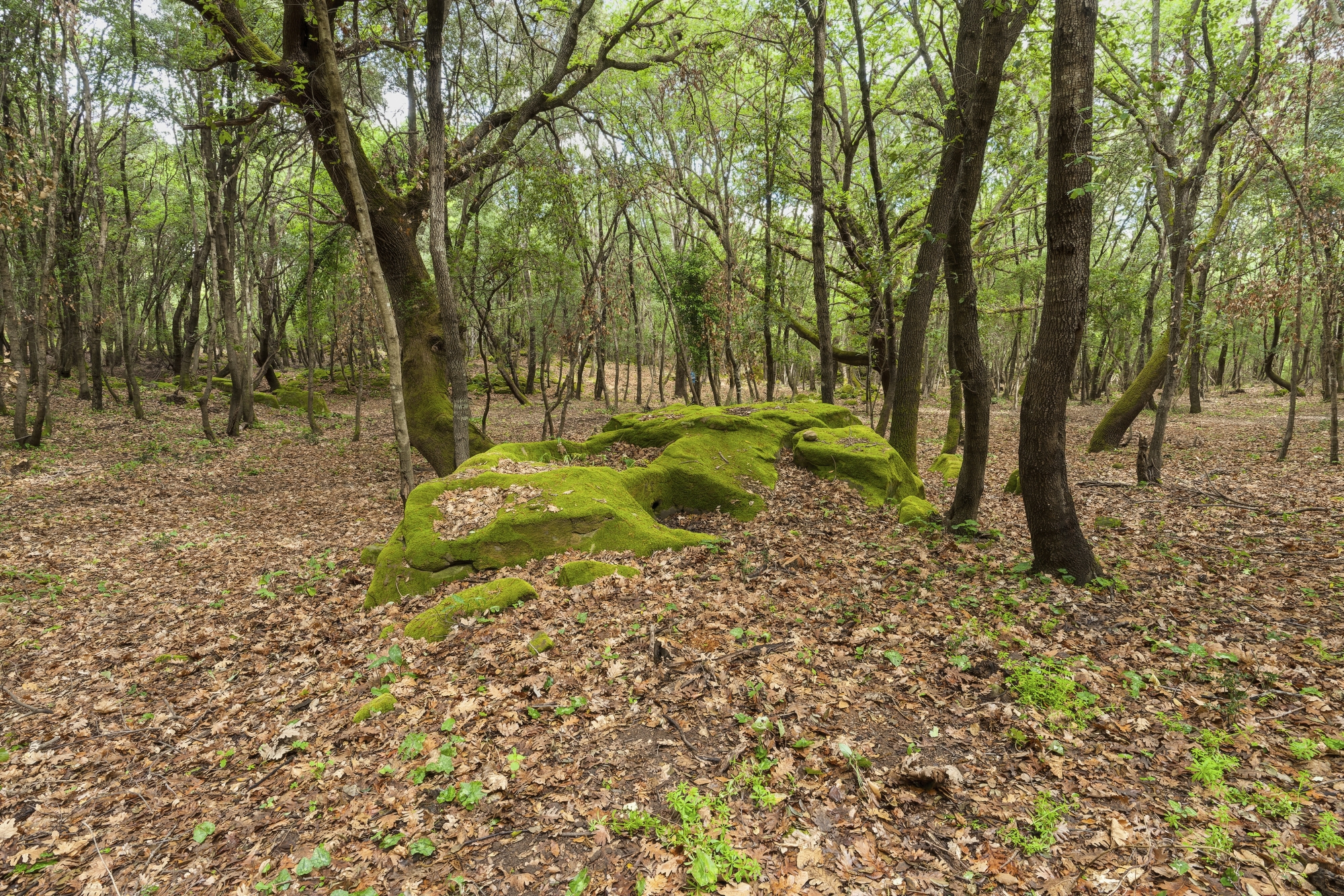 Bosco di Rudina, Ferruzzano