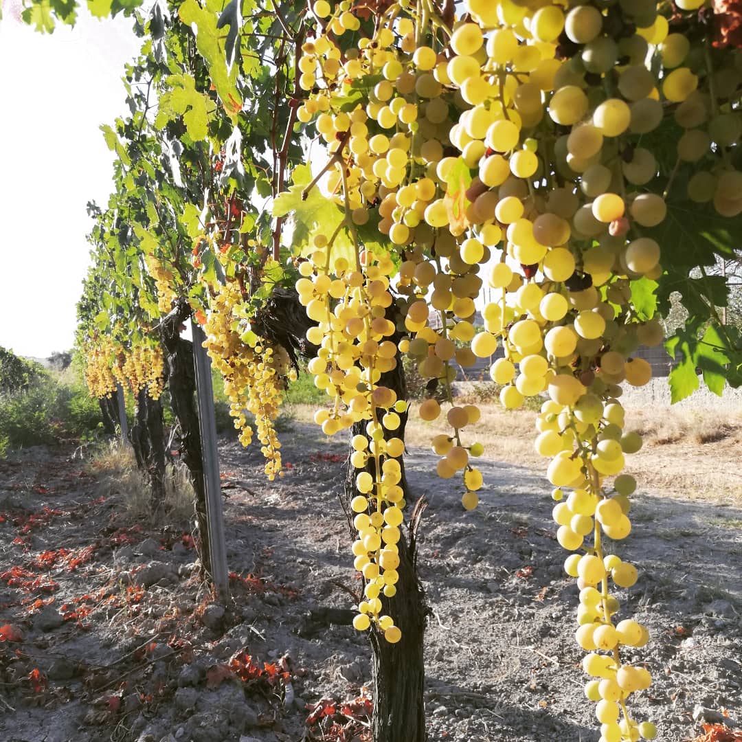 Uva vino Greco di Bianco DOC