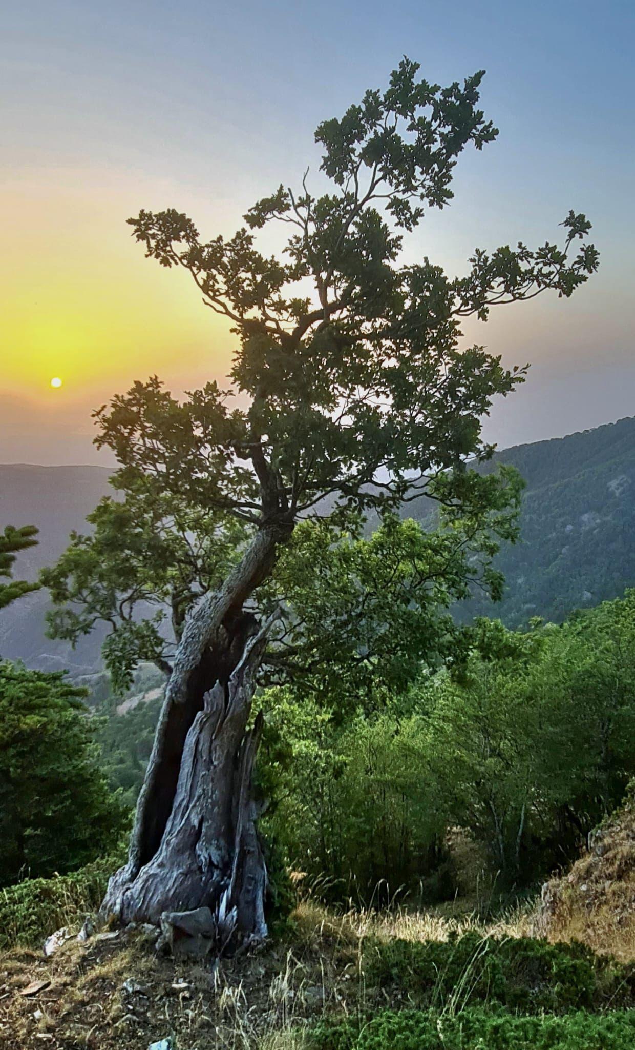 Quercia Demetra, Parco Nazionale dell'Aspromonte