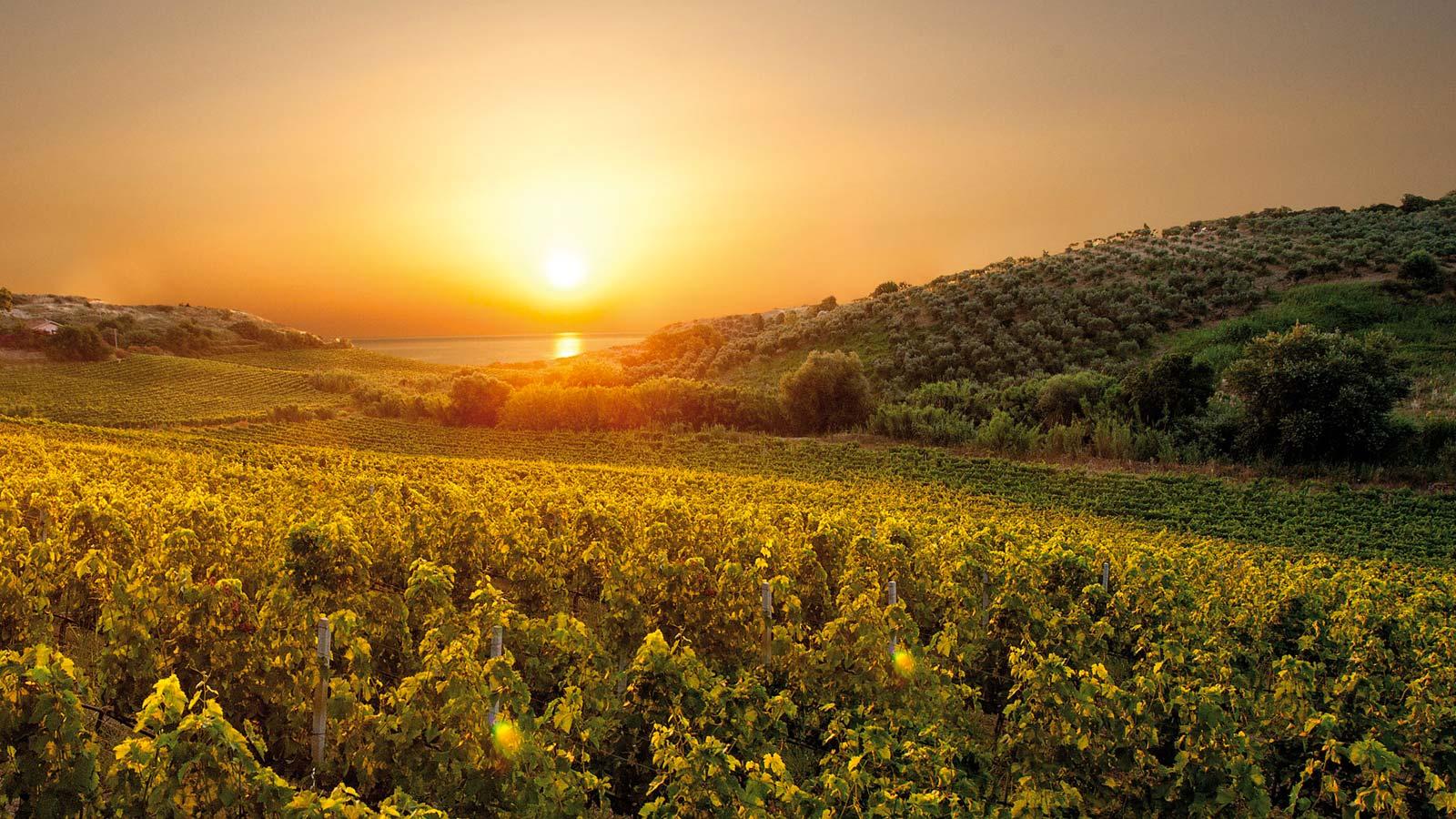 Vigneti