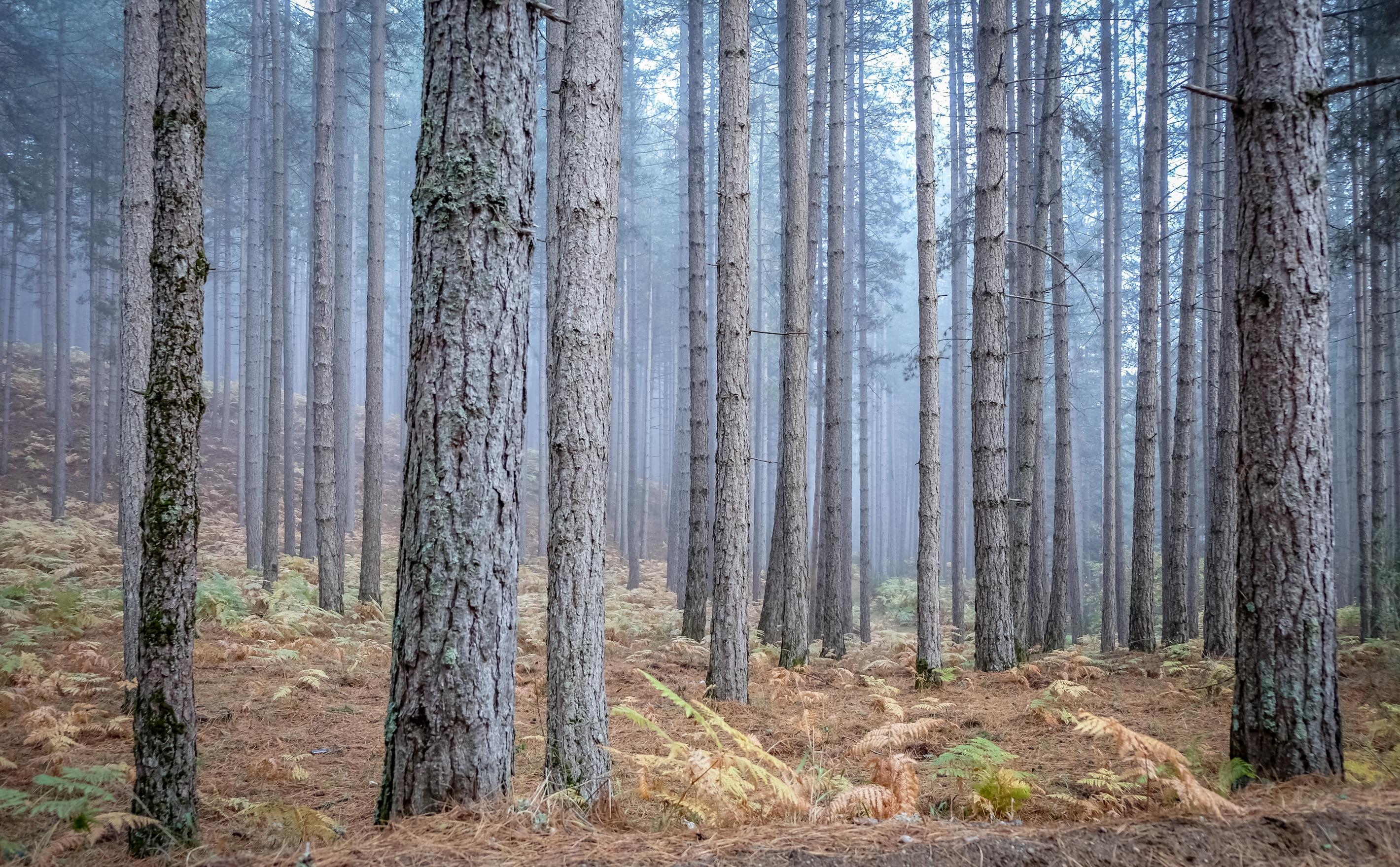 Villaggio Mancuso, Taverna