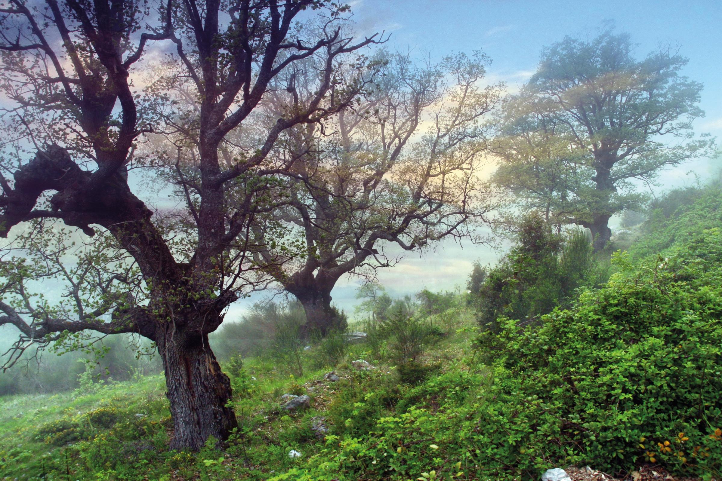 Cerchiara di Calabria