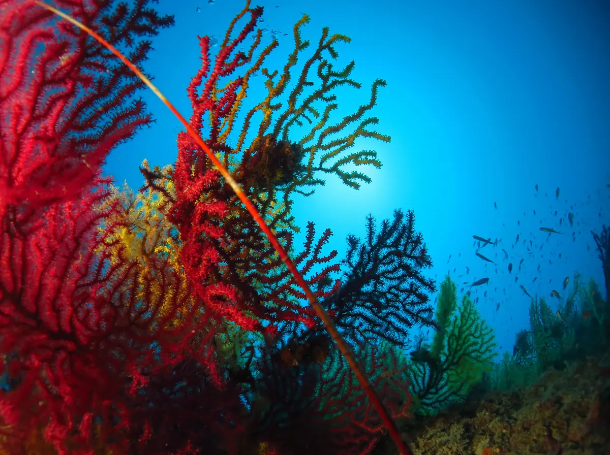 Regional Marine Park “Riviera dei Cedri”