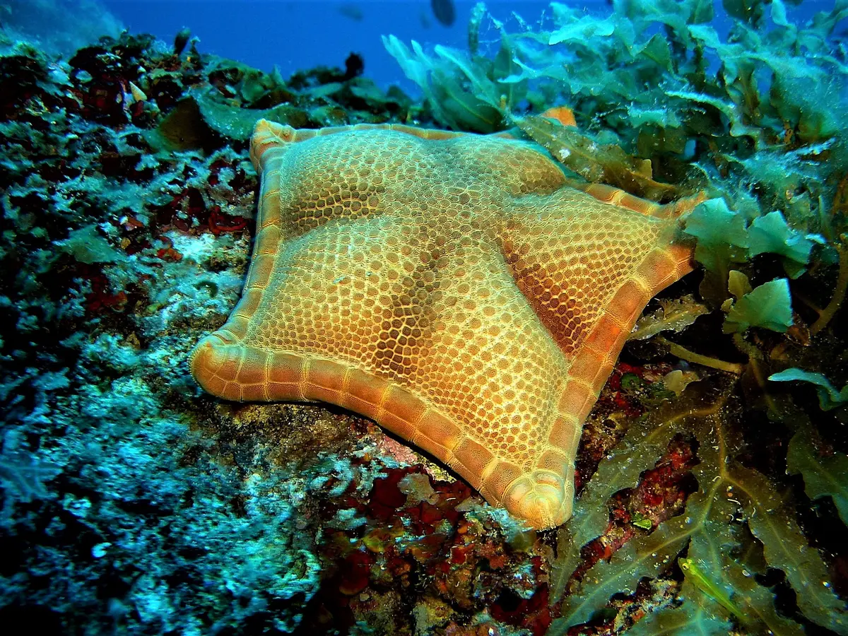 Secca di Amendolara Regional Marine Park