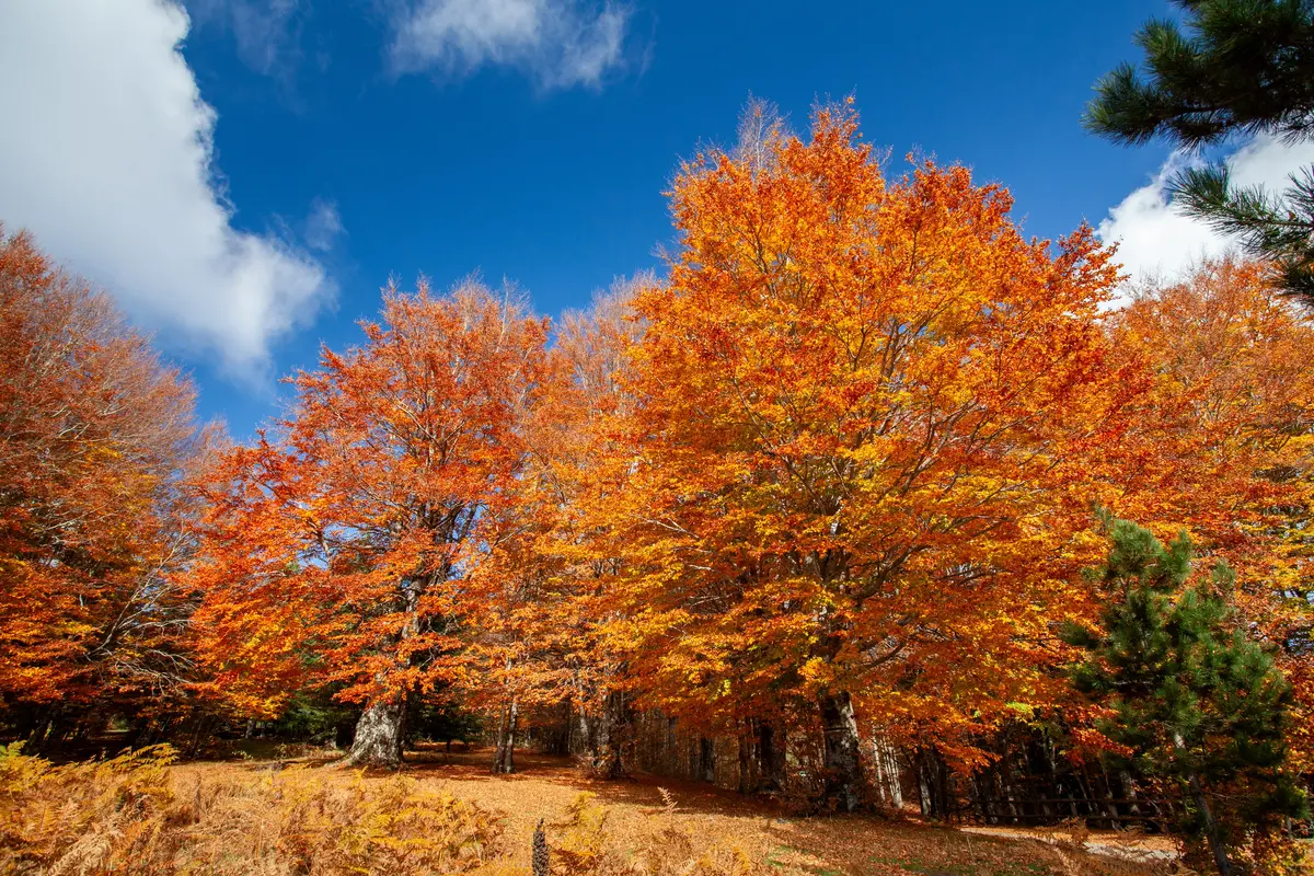 3 motivi per visitare la Calabria in autunno