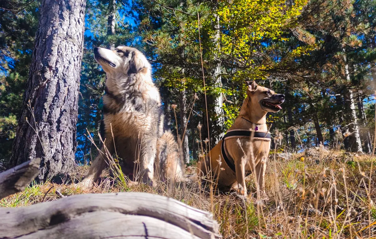 Dog trekking in Calabria: the best excursions with the dog