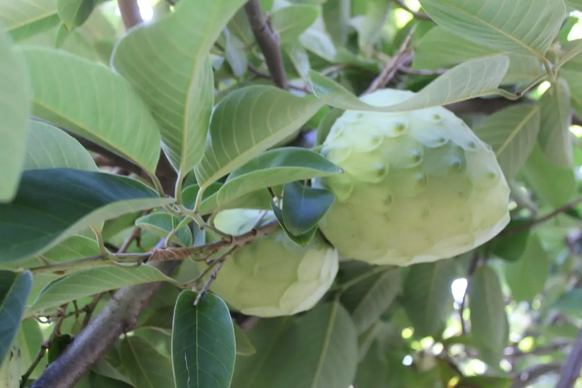Annona of Reggio Calabria: the exotic Calabrian fruit