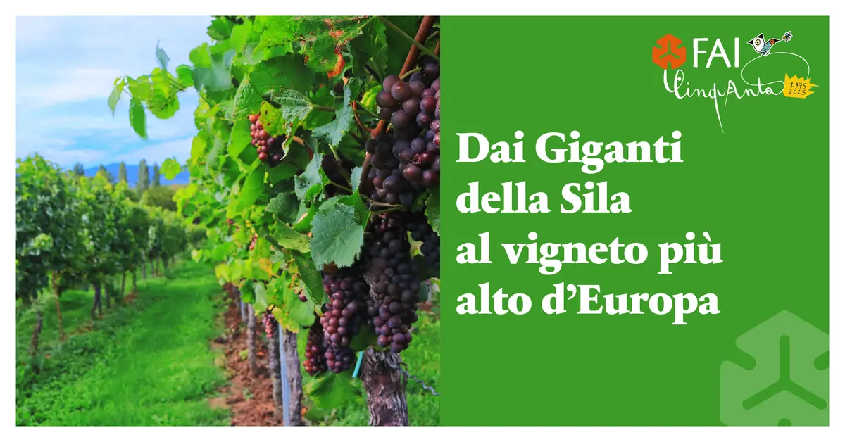Dai Giganti della Sila al Vigneto più alto d'Europa