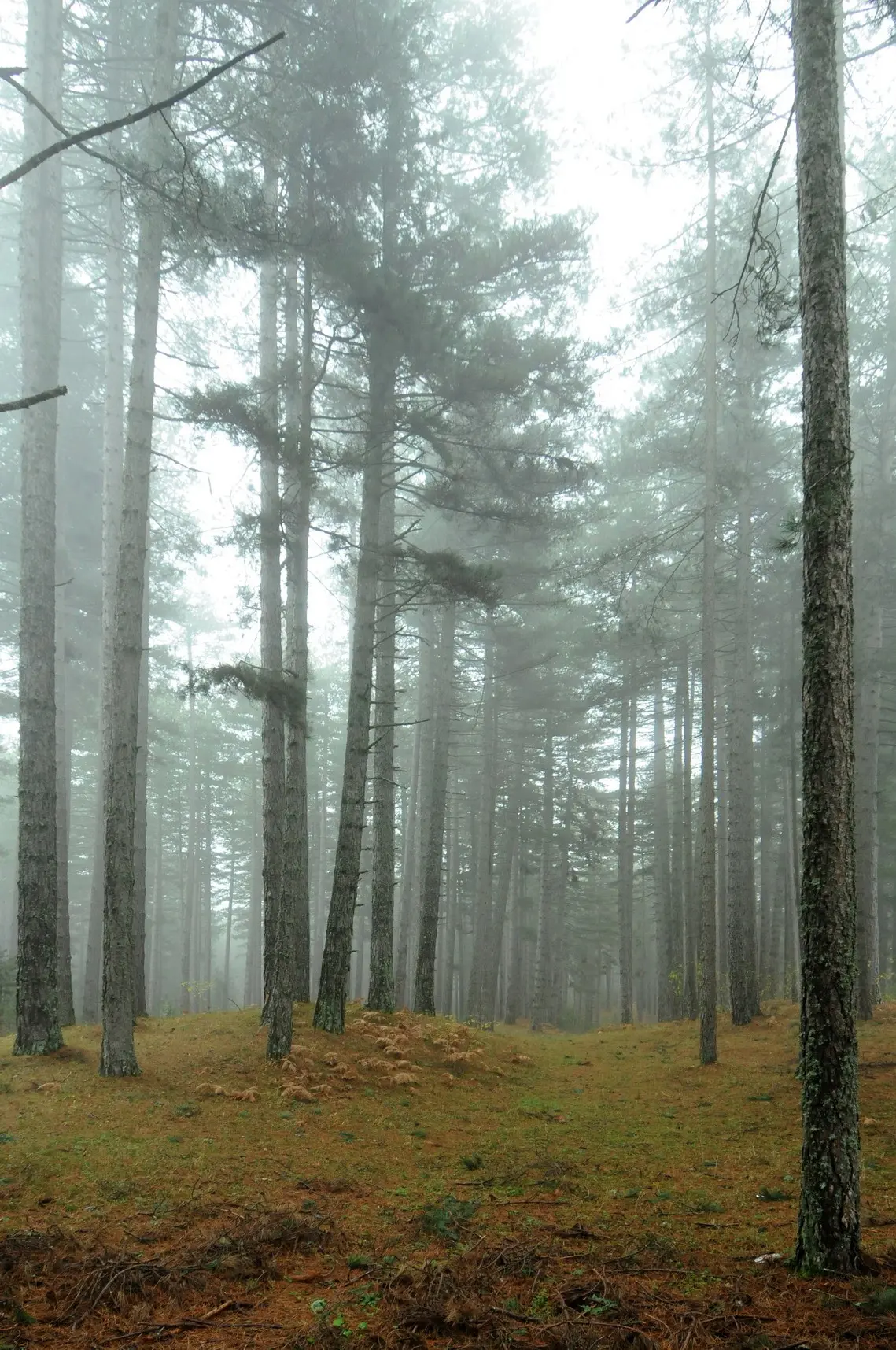 Riserva Naturale "Tasso - Camigliatello Silano"