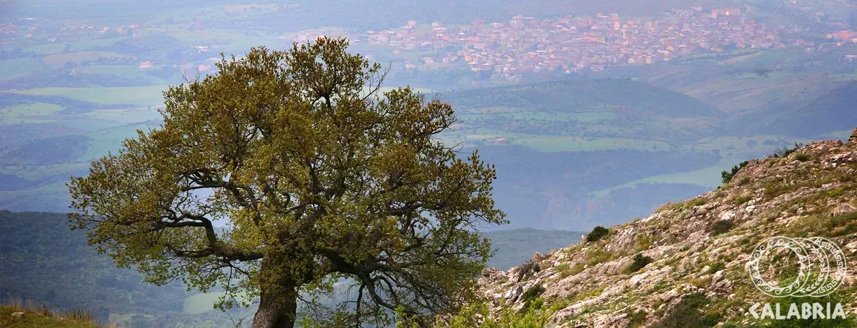 alberi-monumentali