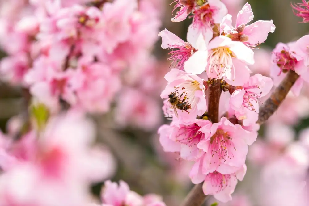 Calabria in fiore