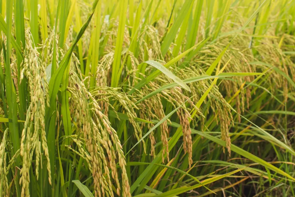 Sibari Rice and the goodness to be sampled in the Sibaritide area