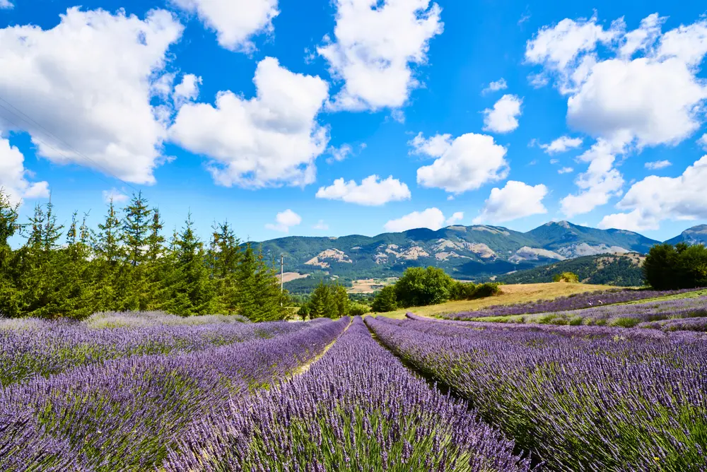 Lavanda: Fiore da Esterno Romantico e Provenzale - Officina verde