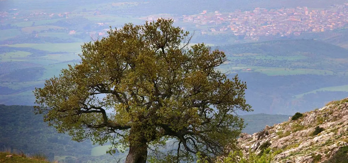 Monumental Trees in the heart of Pollino