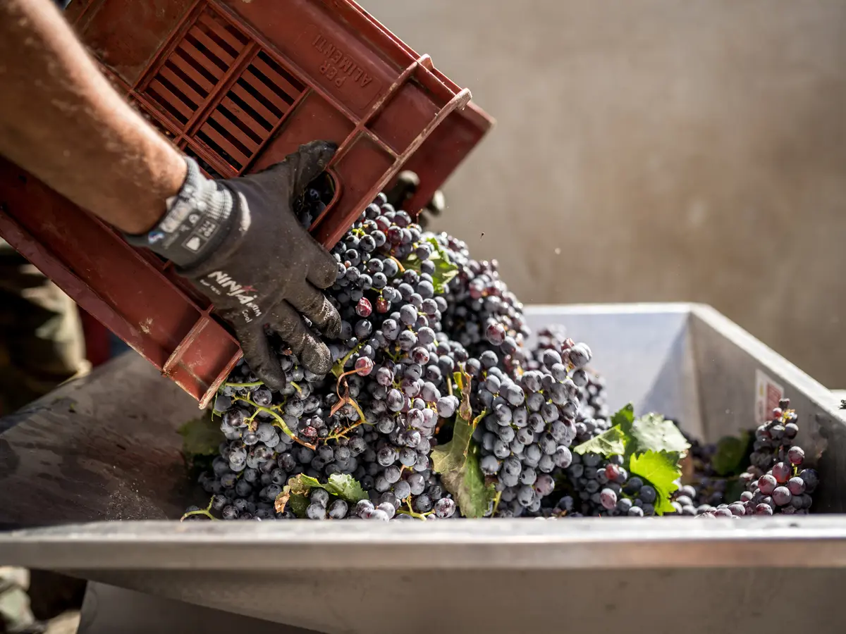 The Wine and Grape Harvest Roads in Calabria