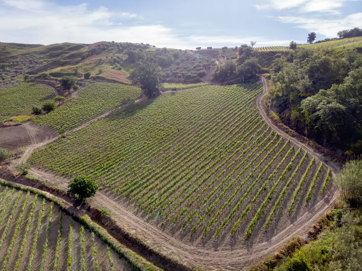 Nei luoghi del vino Cirò DOC, eccellenza di Calabria