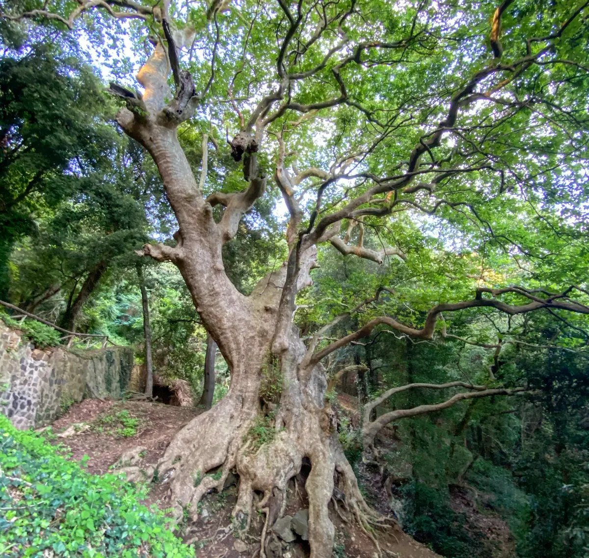 Excursion to the Millennial Plane Tree in Curinga