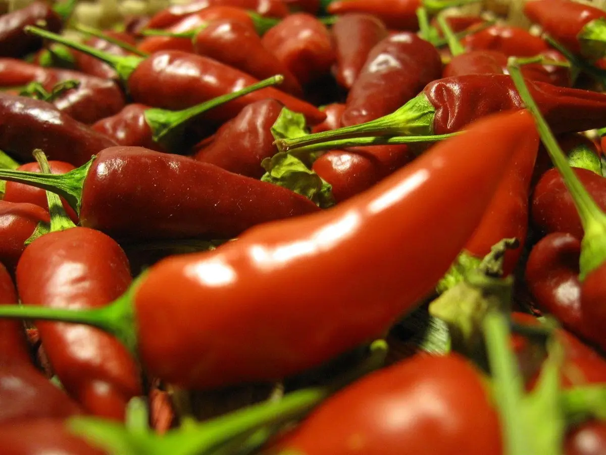 Italian Chilli Pepper Academy