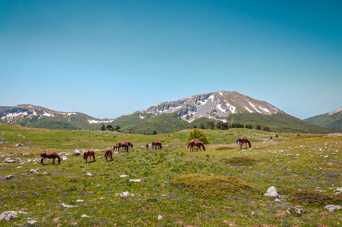 Horseback riding in Calabria