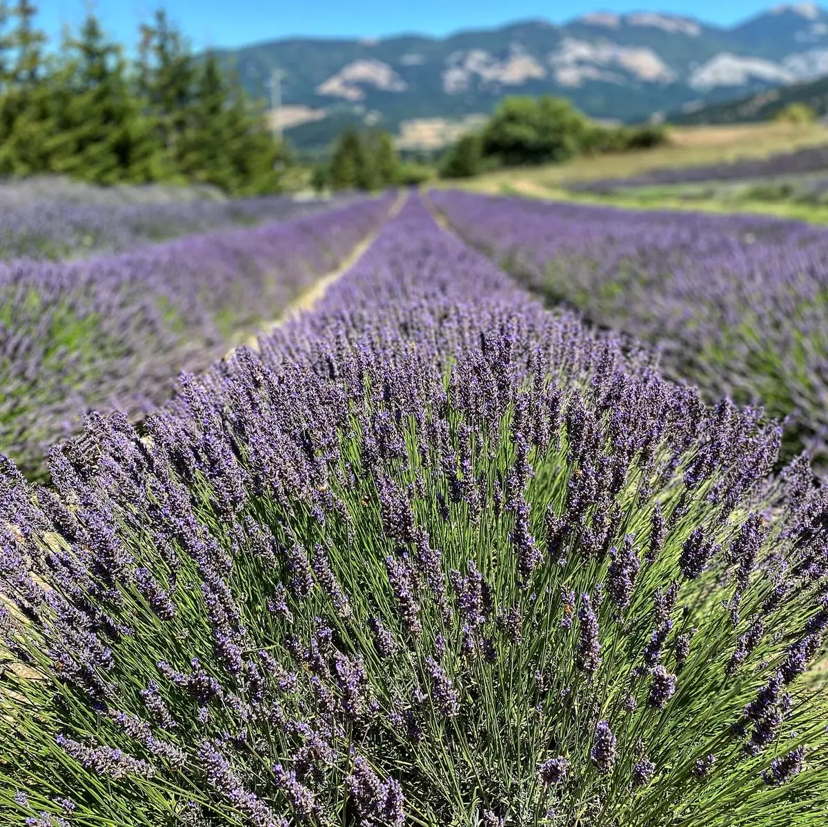 Parco della Lavanda, Morano Calabro