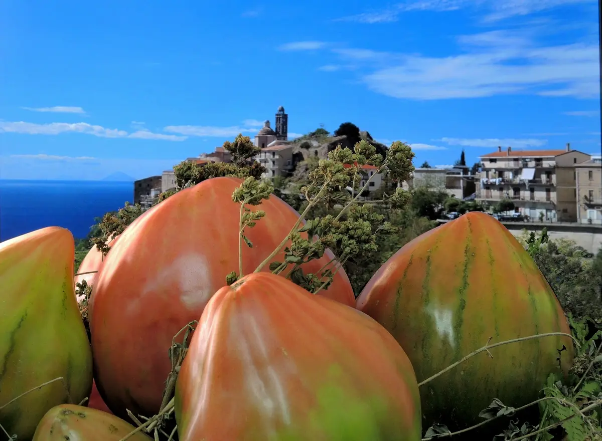 Un assaggio del Pomodoro di Belmonte, il re dell'estate