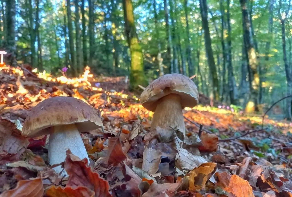 /storage/images/8558/CS-Fagnano-Castello-funghi-natura%5BLR-13-2023%5D.jpg