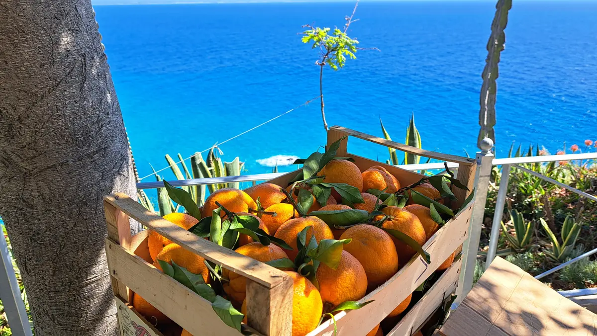 Vitamin journey through the citrus fruits of Calabria PDO and PGI