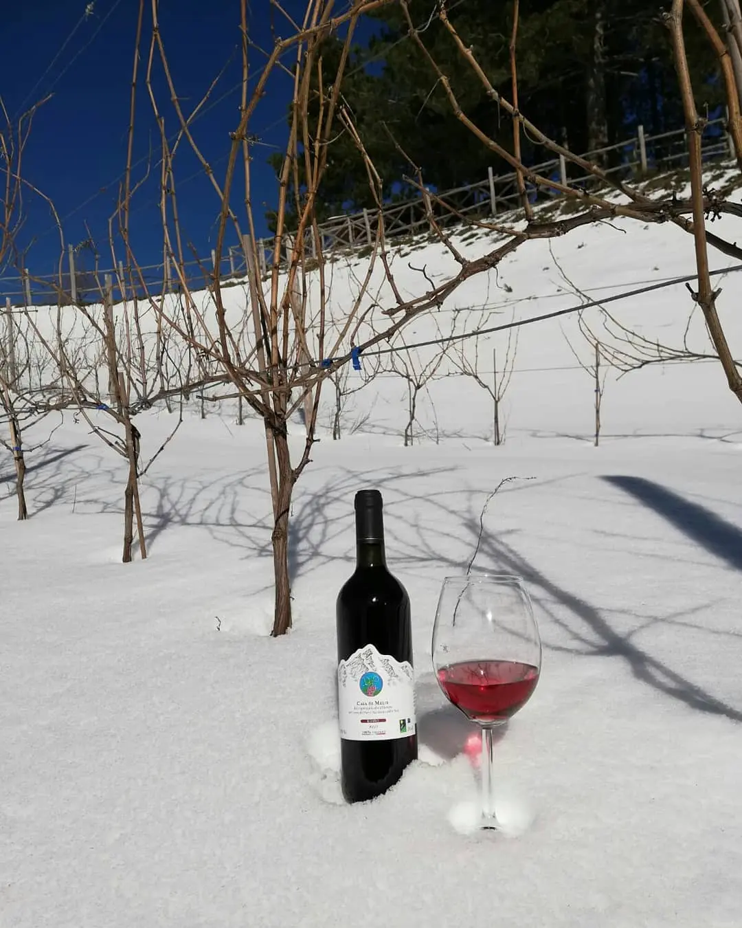 <p>Nel cuore del <strong>Parco Nazionale della Sila</strong>, tra boschi innevati e silenzi incontaminati, l’<strong>escursione con le ciaspole</strong> segna l’inizio di un’esperienza autentica dedicata alla scoperta della natura e dei sapori di montagna.</p><p>L’escursione è accompagnata da guide esperte che conducono alla scoperta delle meraviglie del <strong>Parco Nazionale della Sila</strong>, della sua fauna, della flora e della storia dell’altopiano silano.</p><p>L’esperienza prosegue con la visita al <strong>Vigneto più alto d’Europa</strong>, che si conclude con una degustazione di vini di montagna. &nbsp;Durante la visita è possibile passeggiare tra i filari del vigneto, simbolo di tenacia, tradizione e profondo legame con la terra da parte dei due giovani viticoltori.</p><p>La degustazione dei vini, accompagnata da prodotti tipici locali, si svolge all’interno della cantina che custodisce i segreti del Vigneto più alto d’Europa.</p>