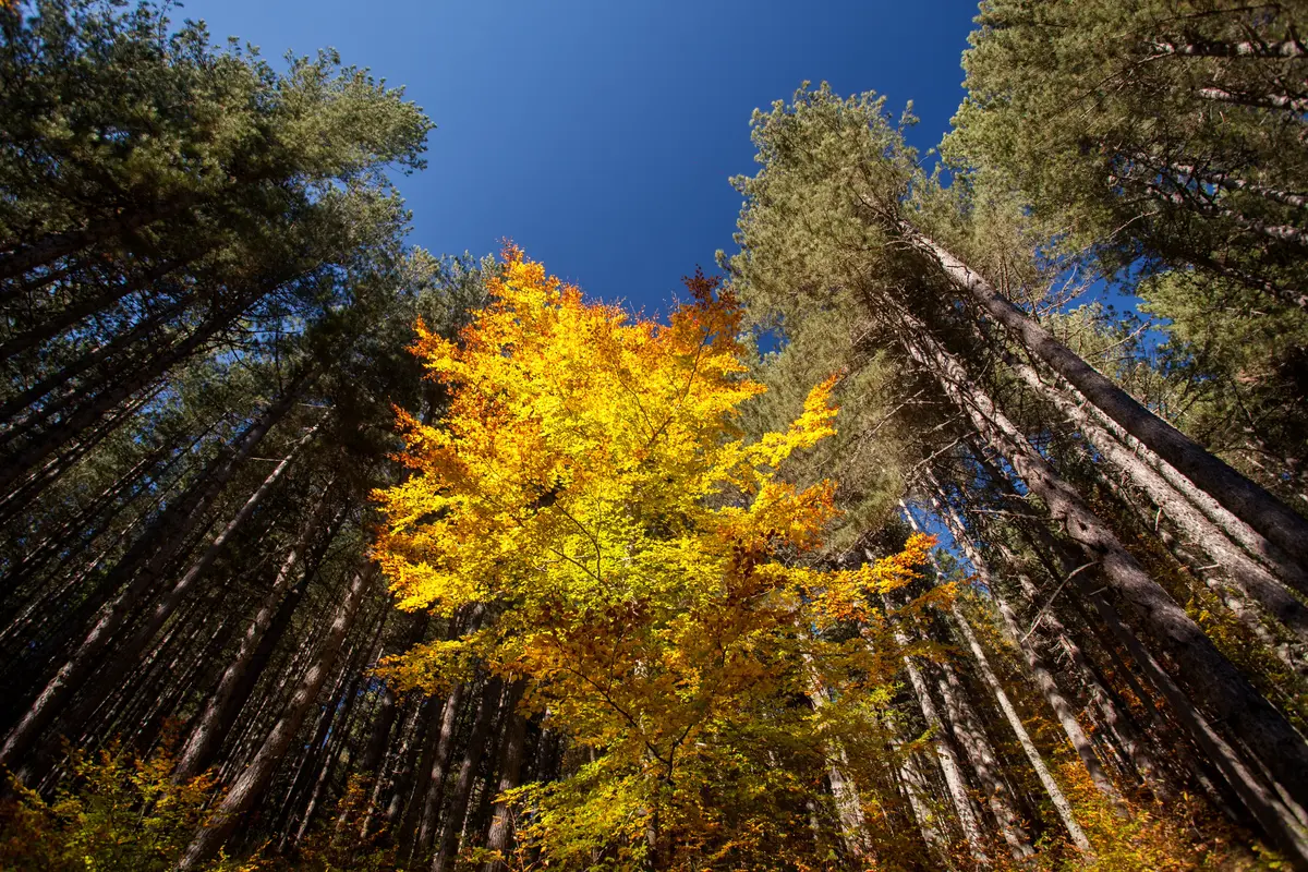 Parco Nazionale della Sila
