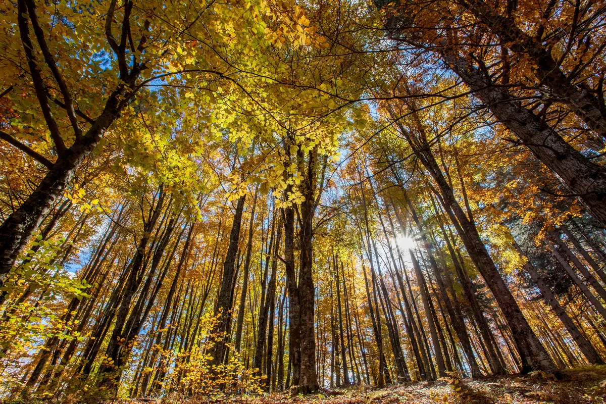Parco Nazionale della Sila