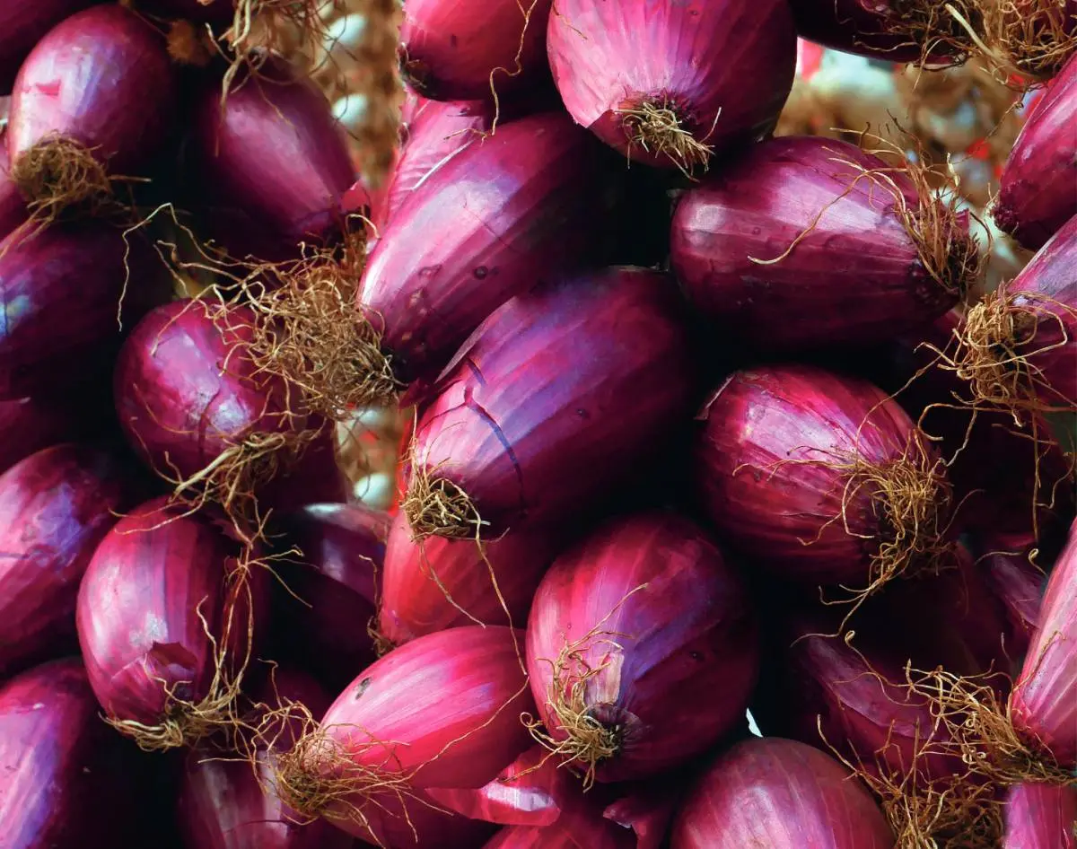 Cipolla di Tropea