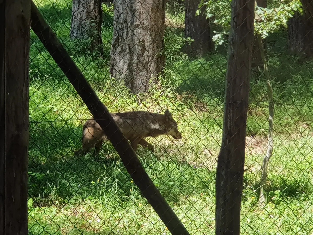 Dove vedere il lupo e gli animali della Sila