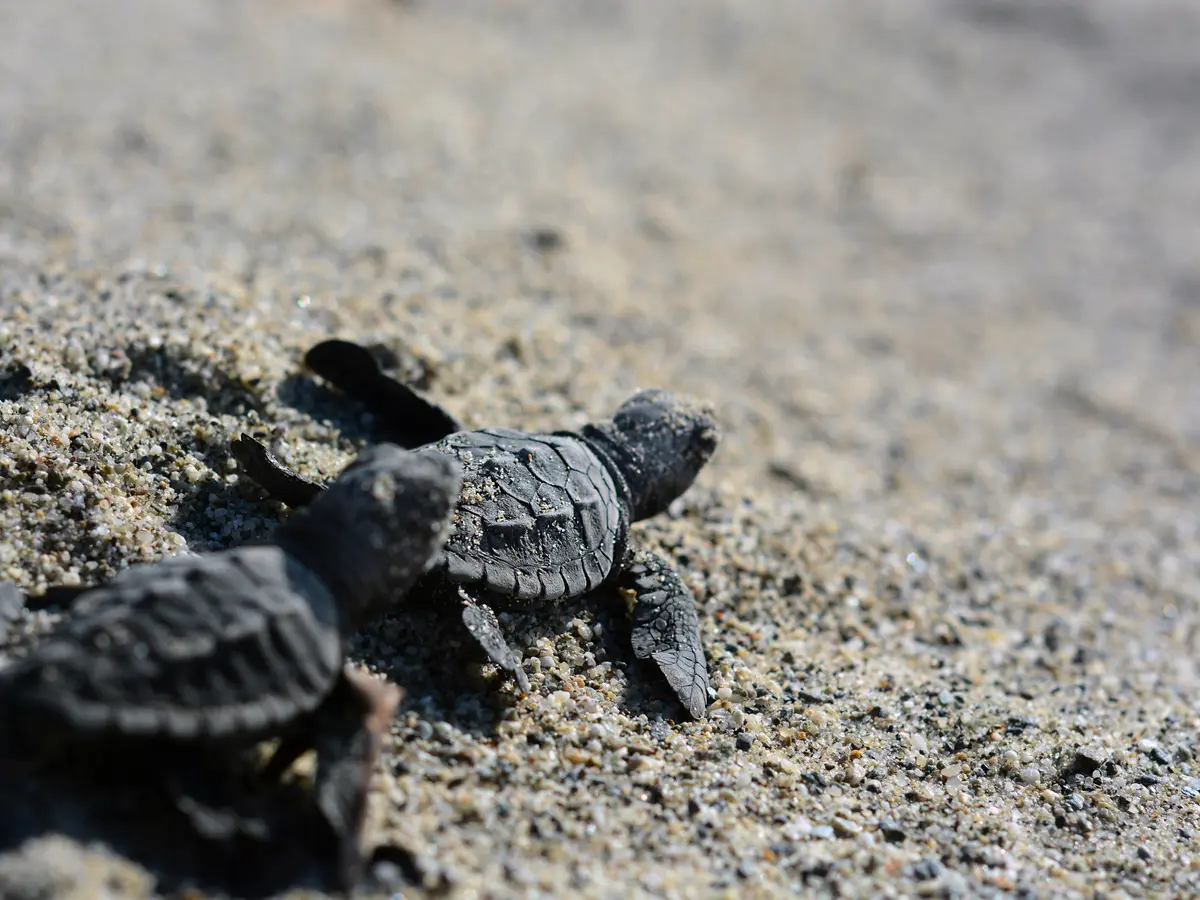 Parco Marino Regionale "Costa dei Gelsomini"
