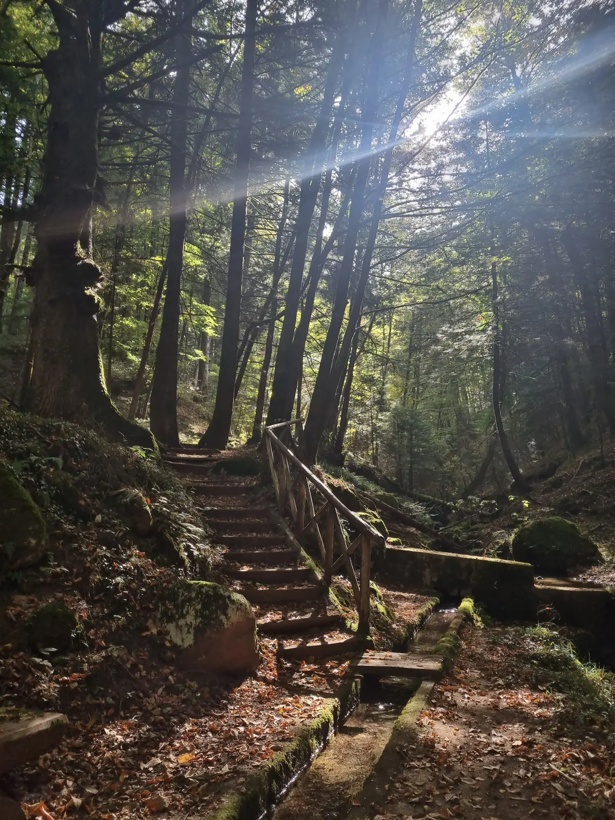 In Calabria per lo Shinrin-Yoku: il bagno nella foresta