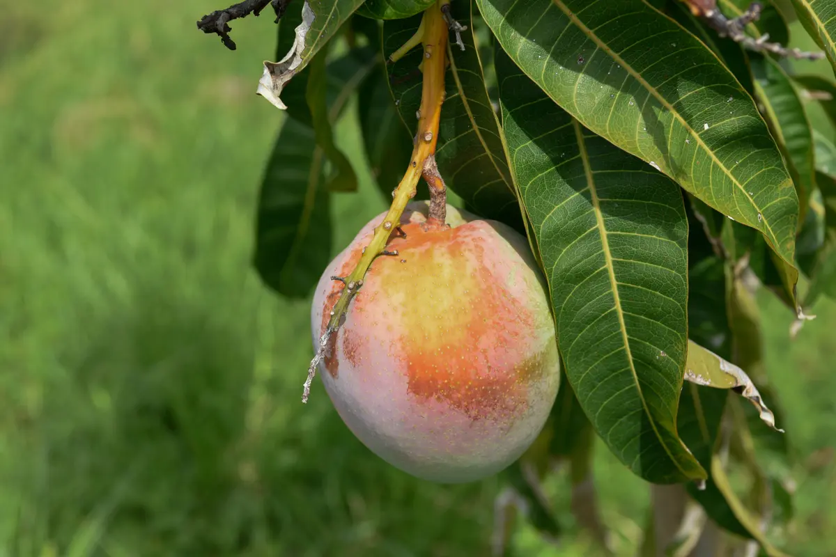 Mango di Catona: il frutto tropicale made in Calabria
