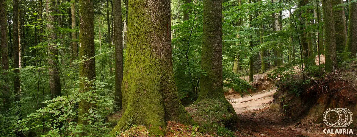 Sulle tracce del Brigante Musolino