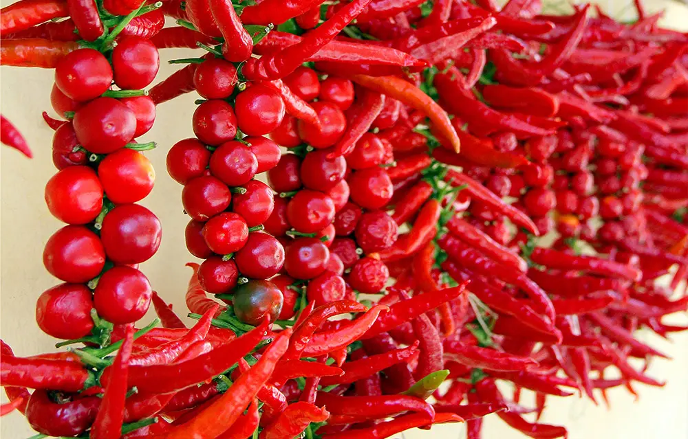 Calabrian Chilli Pepper tour: scoville, cultivation and uses