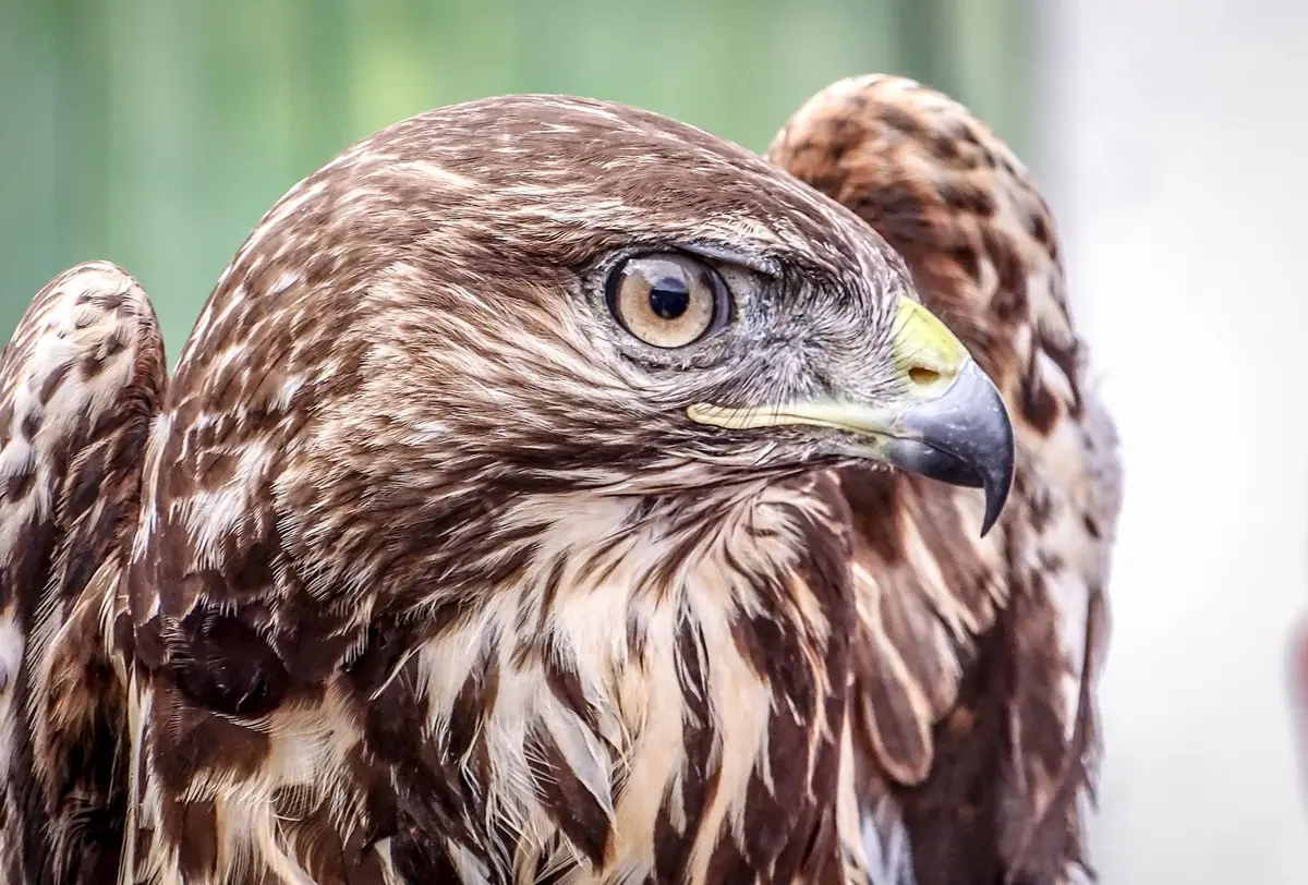 Where to go birdwatching in Calabria: recommended destinations