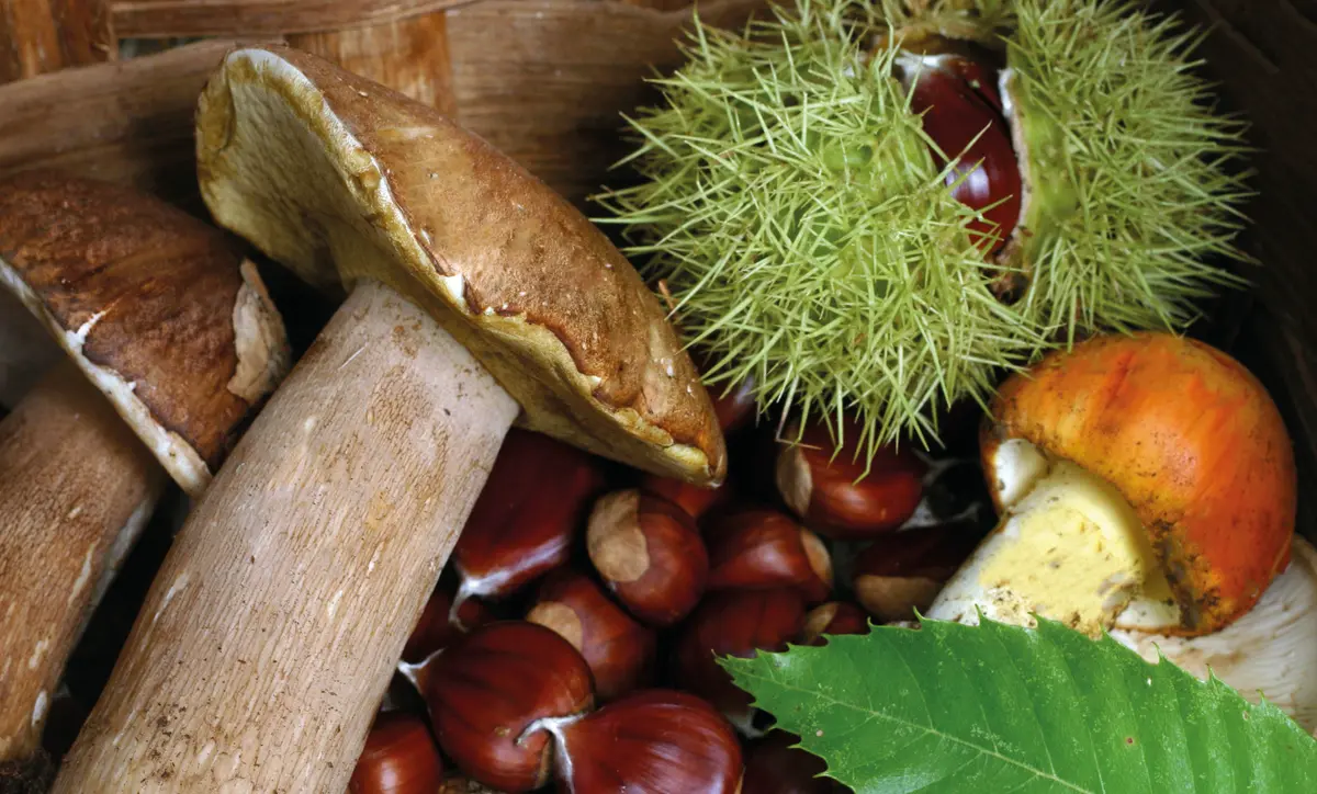 Autumn flavours itinerary in Calabria