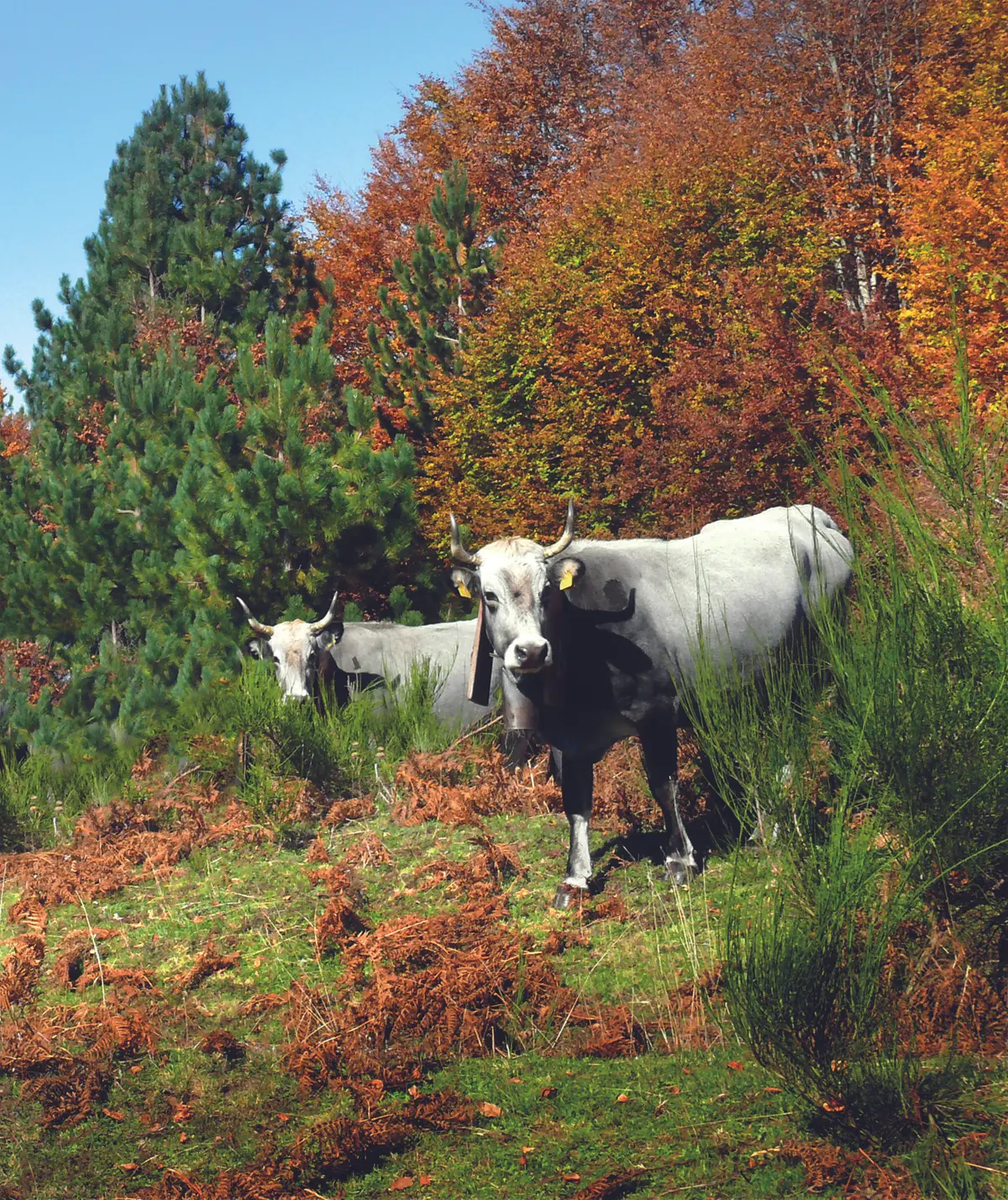La carne di razza Podolica Calabrese, Presidio Slow Food