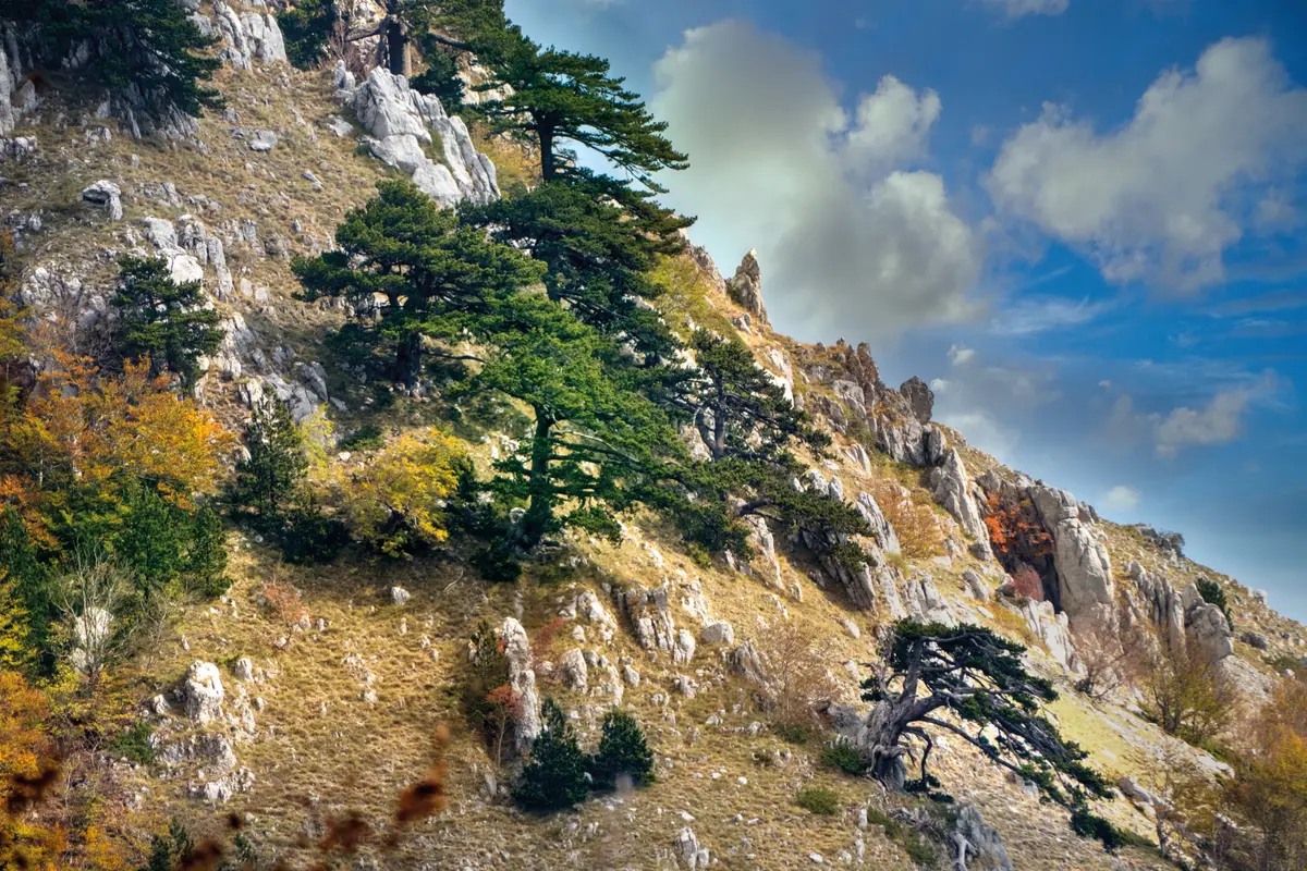 The flora and fauna of the Pollino National Park